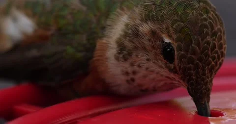 Hummingbird Feeding Video stock 138607637
