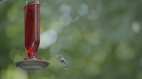 Hummingbird feeding Stock Footage 204721259