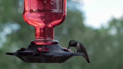 Hummingbird Feeding Stock Footage 234166814