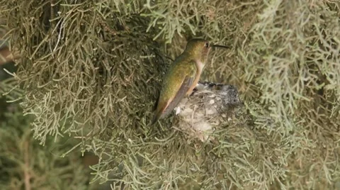 Hummingbird Feeding Her Young Chick Stock Footage 8649341