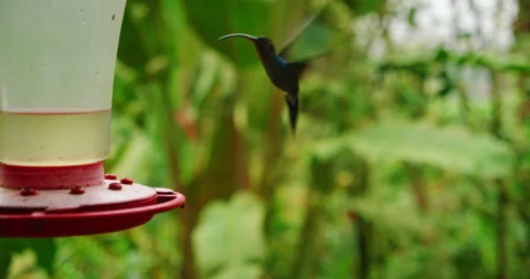 Hummingbird feeding at nectar feeder surrounded by lush Costa Rica greenery Stock-Footage 327791103
