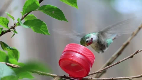 Hummingbird Feeding on Nectar Stock Footage 343477571
