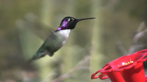 Hummingbird at Feedr Stock-Footage 26101404