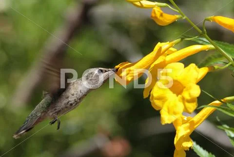 Hummingbird Feeds On Flower Stock Photos