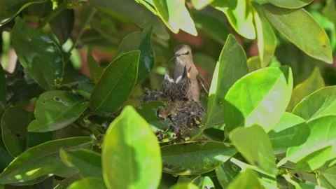 A hummingbird feeds her young chicks Stock Footage 337972701