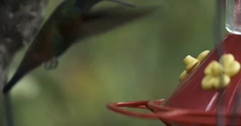 Hummingbird Feeds Quietly Close Up 2 스톡 동영상 79226509