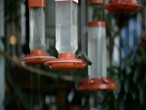 Hummingbird Feeds Slow Motion 스톡 동영상 79695558