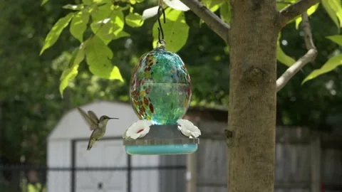 Hummingbird Feeds Slow Motion Stock Footage 247662101