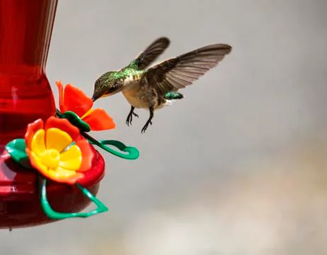 Hummingbird Feeds While Hovering Foto stock