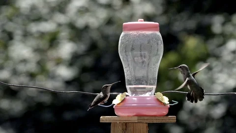 Hummingbird fight slow motion bite and beak grab 240fps Stock Footage 90682874