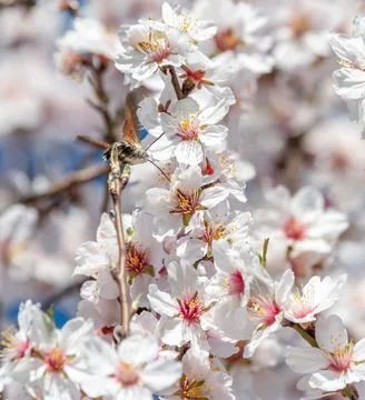 Hummingbird flapping its wings as it drinks the nectar of an almond blossom w Stock Photos