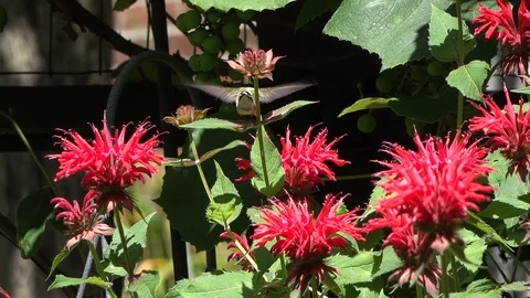 Hummingbird flies and eats from red bee balm flowers Stock Footage 111976187