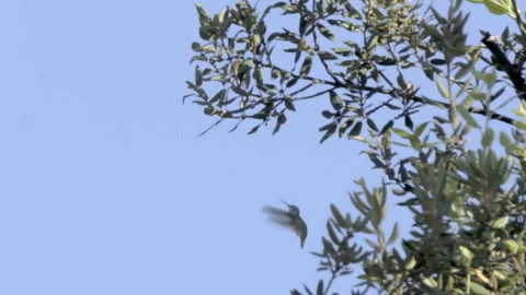 Hummingbird in flies around tree branches (slow motion) Stock Footage 240074911