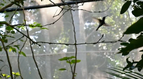 Hummingbird flies from branch 库存影片 67594603