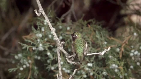 Hummingbird Flies at Camera in Slow Motion Video stock 78588611