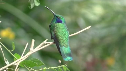 Hummingbird Flies off of Perch Toward Camera Stockbeeldmateriaal 145510036