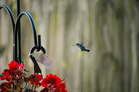Hummingbird in flight-1 Stock Photos