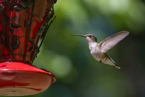 Hummingbird in flight Stock-Fotos