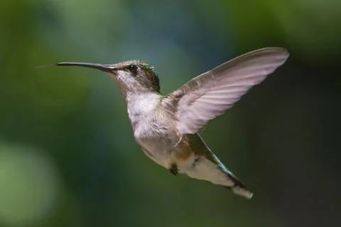 Hummingbird in flight Fotos Stock