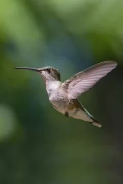 Hummingbird in flight 스톡 사진