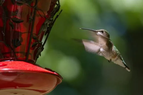 Hummingbird in flight 스톡 사진