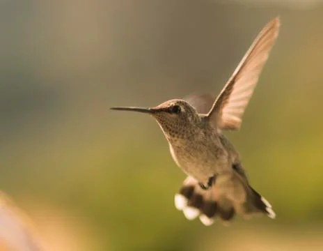 Hummingbird in flight Stock Photos