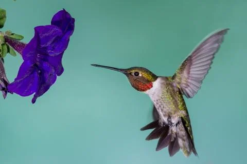 Hummingbird in Flight Stock Photos