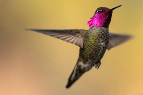 Hummingbird in Flight Stock Photos