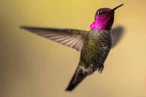 Hummingbird in Flight 스톡 사진