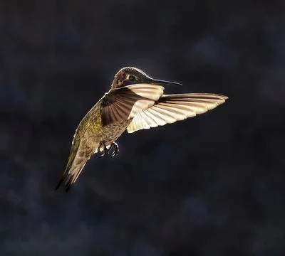 Hummingbird In-Flight 写真素材