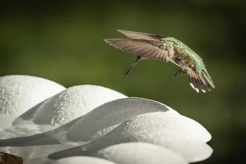 Hummingbird in Flight Foto stock