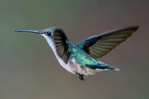 Hummingbird in Flight Stock Photos