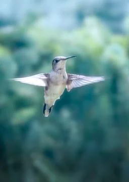 Hummingbird in Flight Foto stock