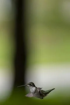 Hummingbird in Flight Stock Photos