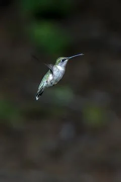 Hummingbird in Flight Stock Photos