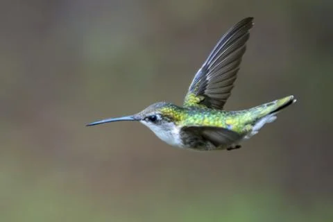 Hummingbird in Flight Stock Photos