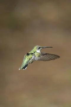 Hummingbird in Flight Stock Photos