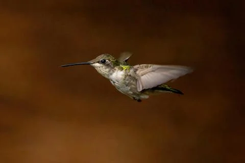 Hummingbird in flight Stock Photos