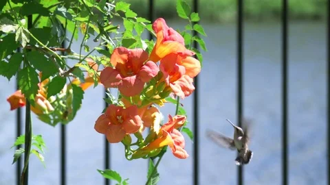 Hummingbird in flight slow motion 動画素材 79064597