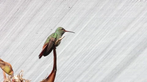 Hummingbird on a Flower Stock Footage 59674202