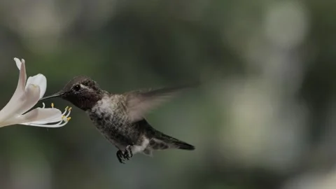 Hummingbird at the flower Stock Footage 246893660