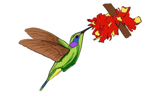Hummingbird with flower Stock Illustration