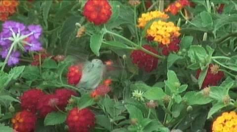 Hummingbird in flowers Stock Footage 484688