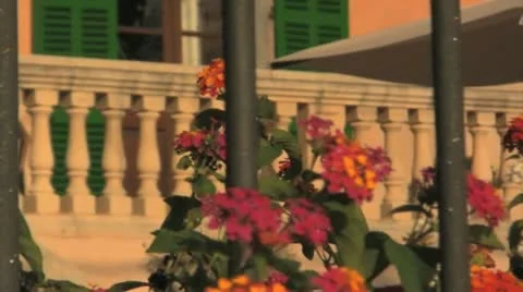 Hummingbird in Flowers Stock Footage 9270625