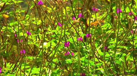 Hummingbird fluttering Stock Footage 1005998