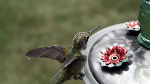 Hummingbird flutters its wings while drinking from feeder. Video stock 123446008