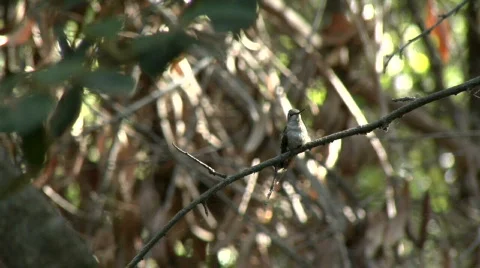 Hummingbird Flyaway 2 Stock Footage 117652