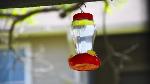 Hummingbird flying and drinking nectar from a garden hummingbird feeder Stock Footage 151489714