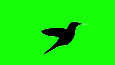 Hummingbird flying and flapping wings silhouette side view on green screen Stock Footage 314563746