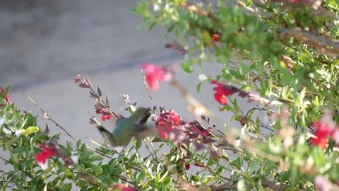 Hummingbird Flying Around Bush on a Sunny Evening Stock Footage